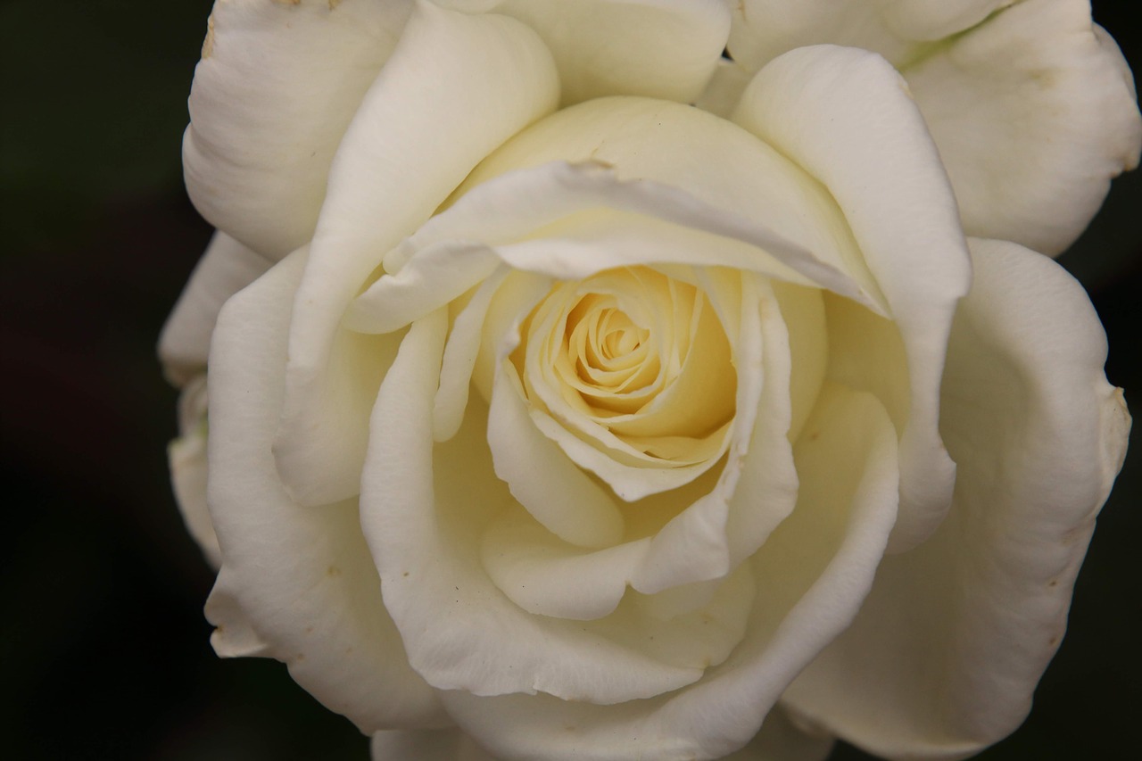 rosa  flower  petal free photo