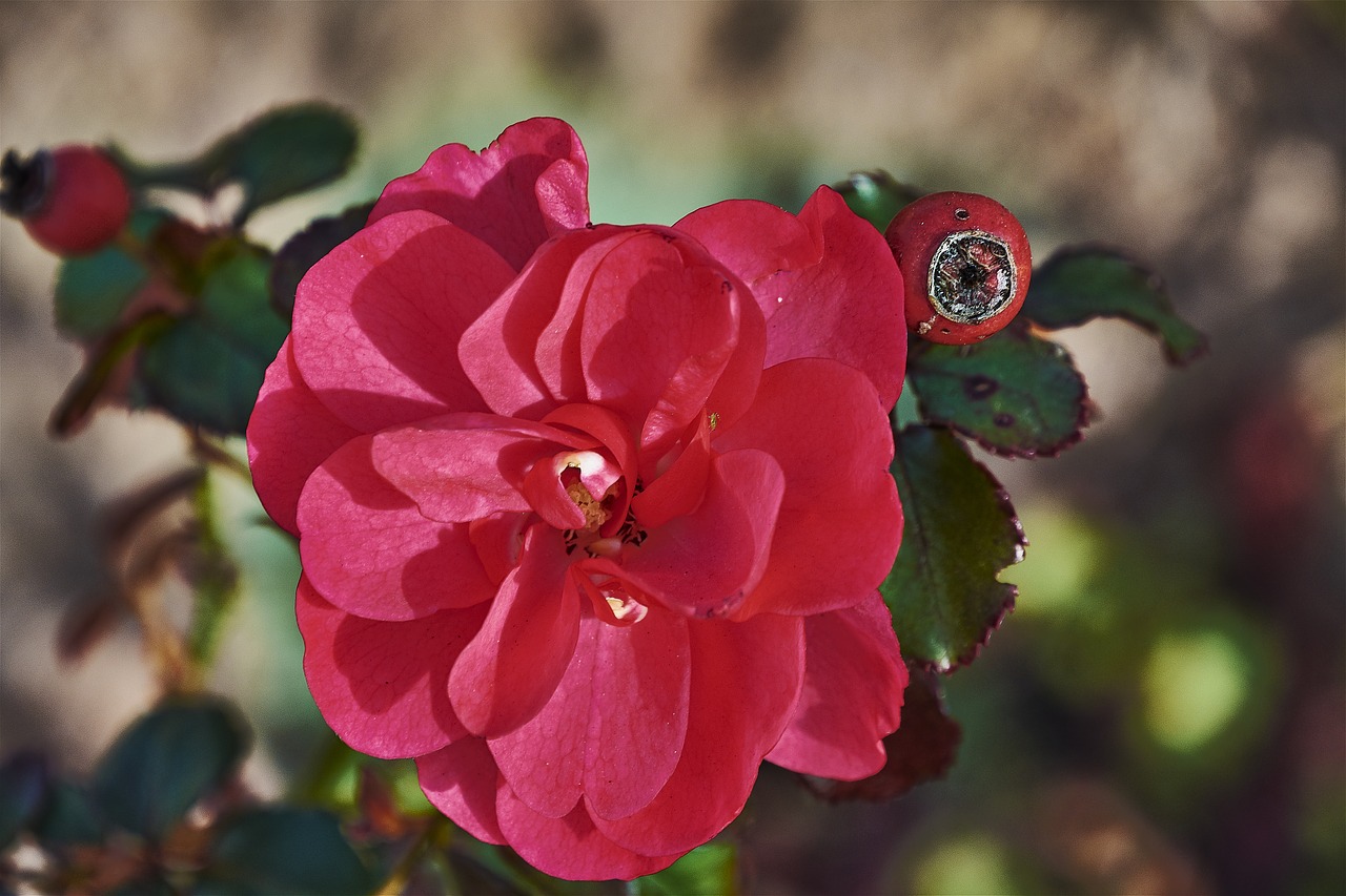 rosa  garden  roses free photo