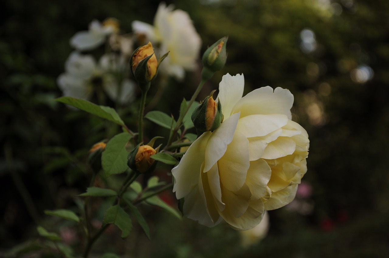 rosa  pink  rose bush free photo