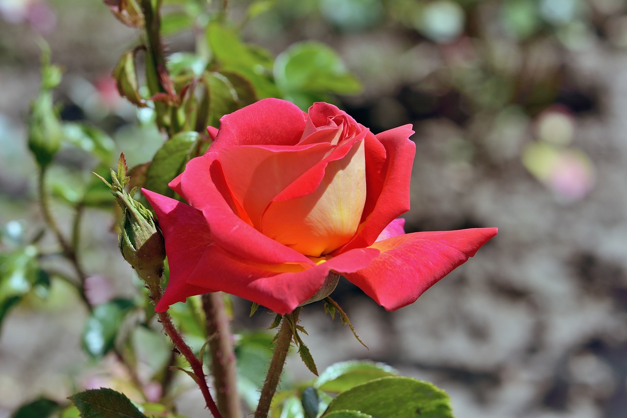 rosa  flower  nature free photo