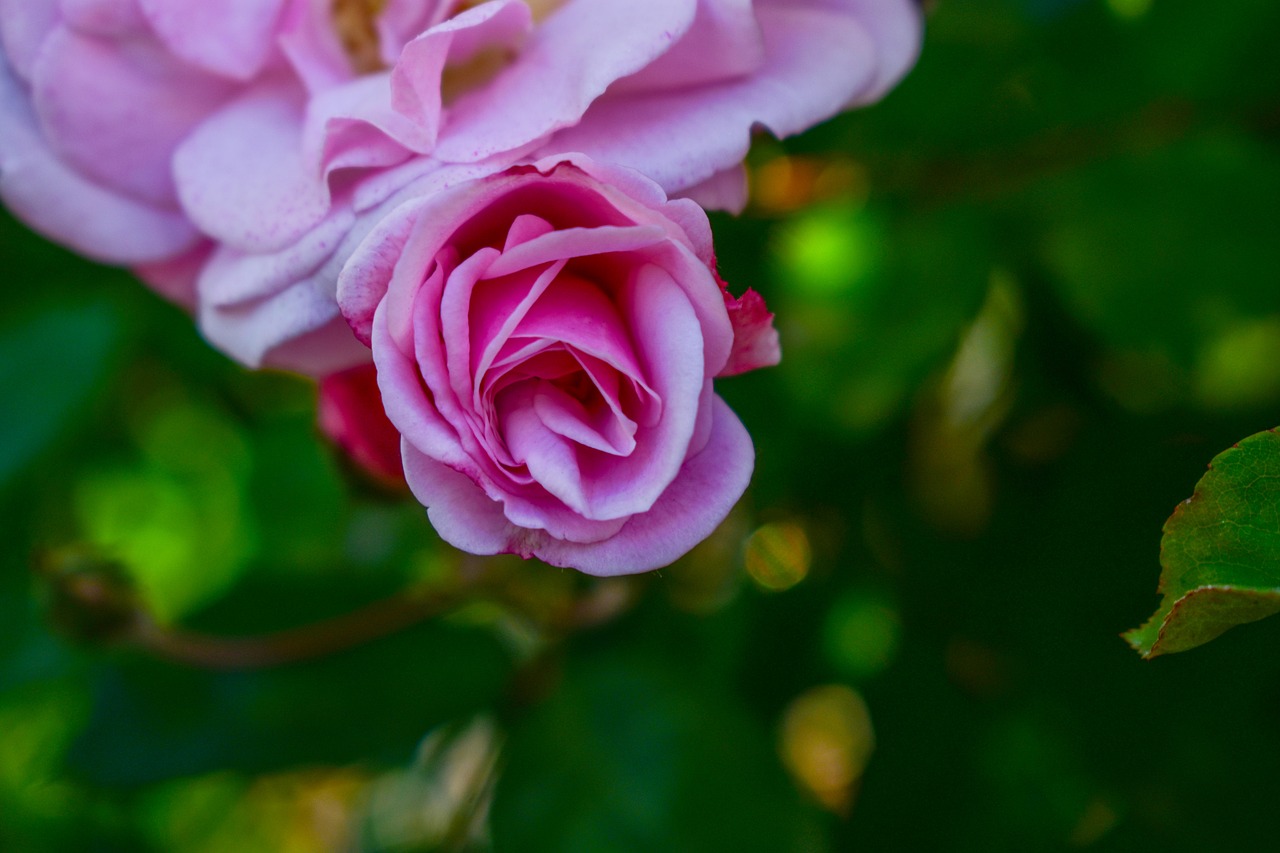 rosa  flower  roses free photo