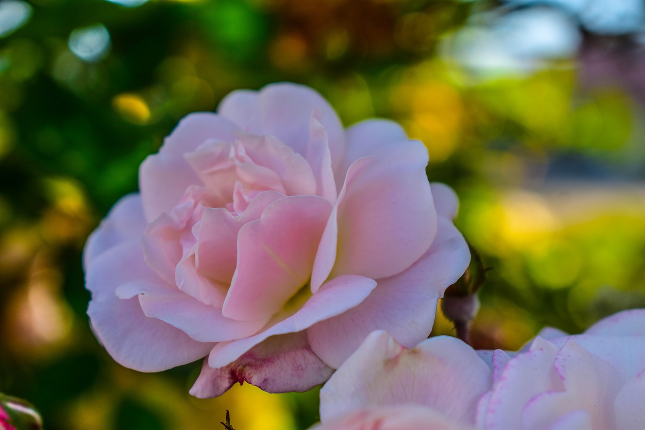 rosa  flower  roses free photo