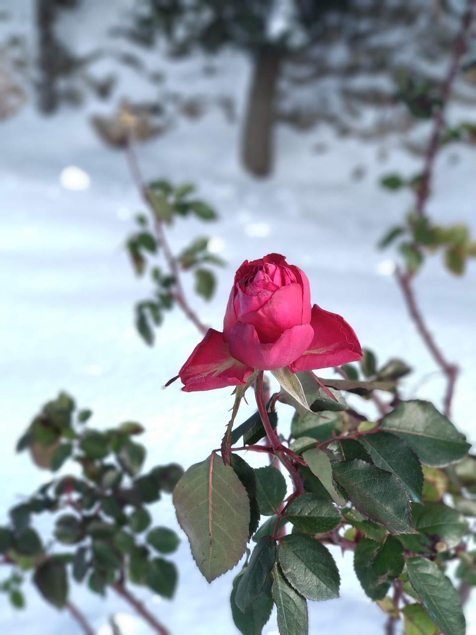 rosa  snow  nature free photo