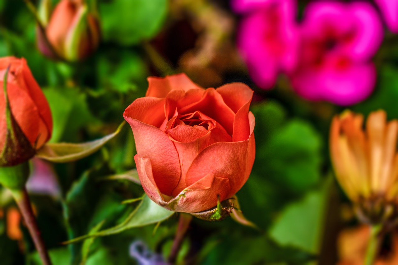 rosa  flower  nature free photo