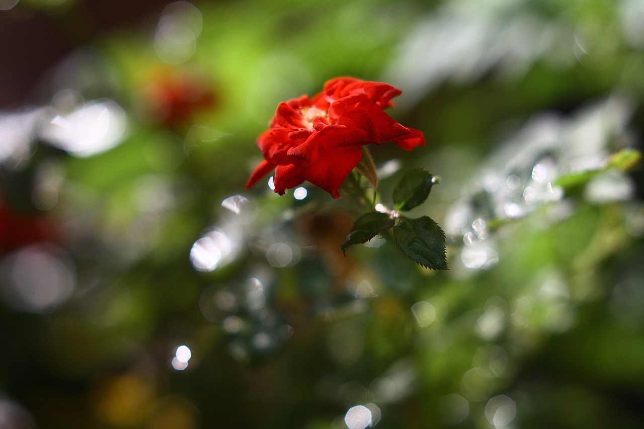 rosa  nature  red free photo