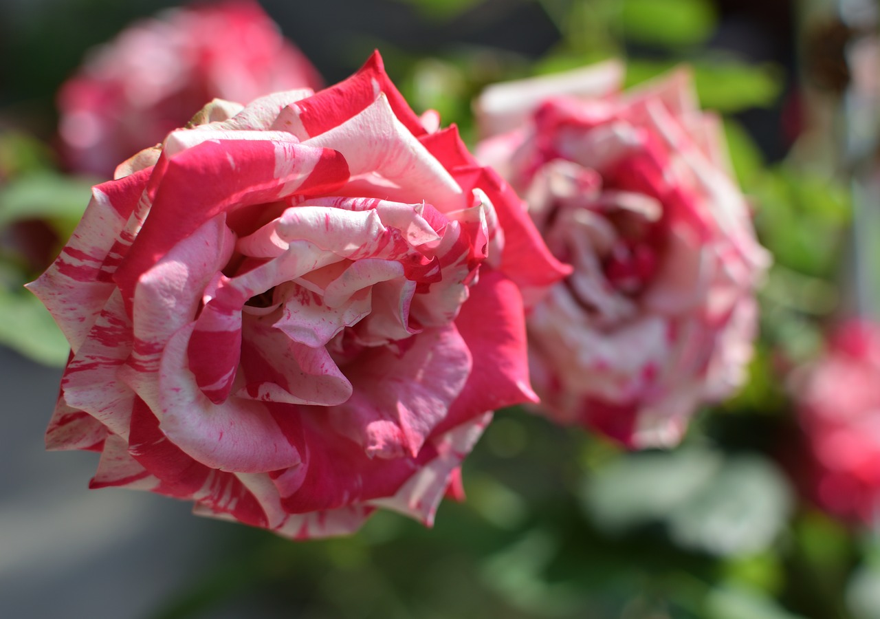 rosa  flower  plant free photo