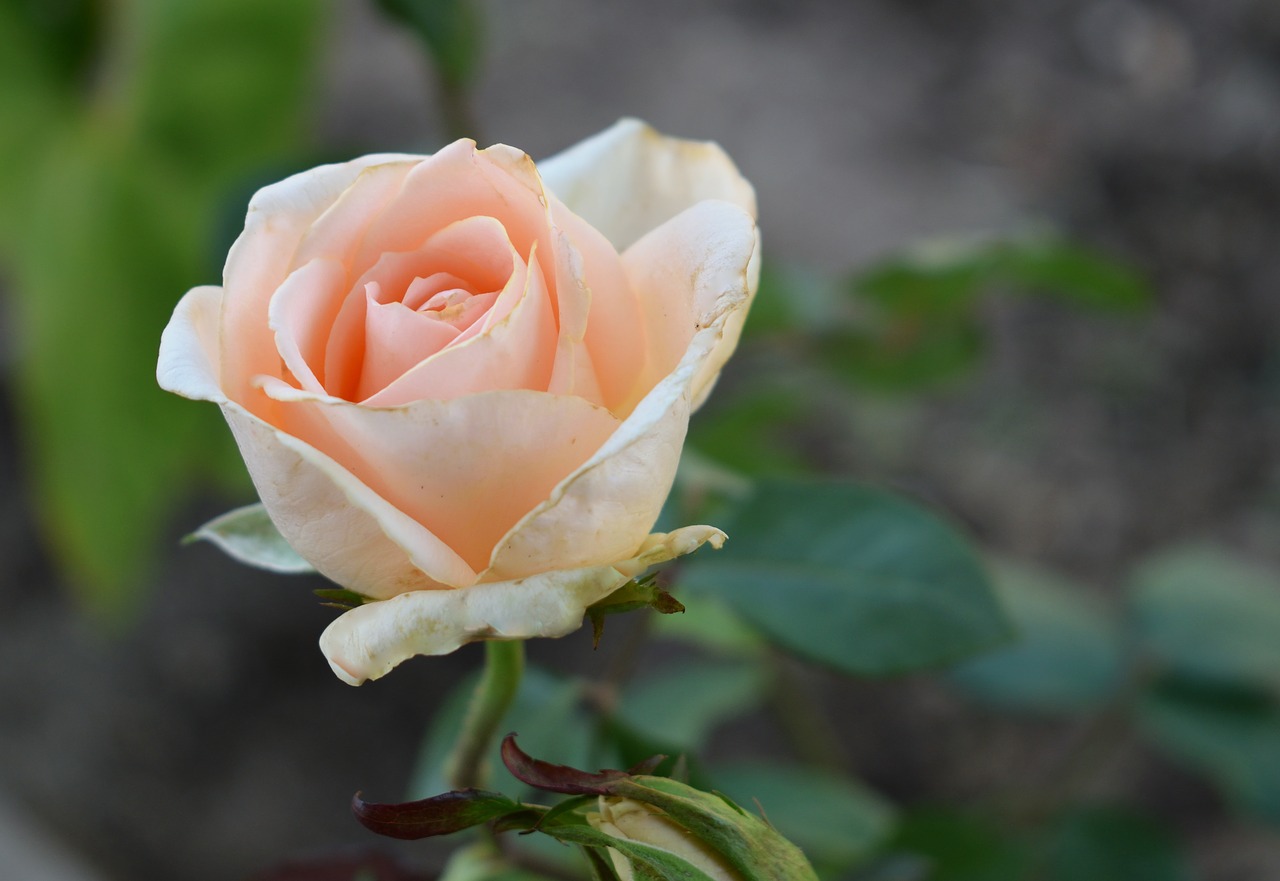 rosa  flower  garden free photo