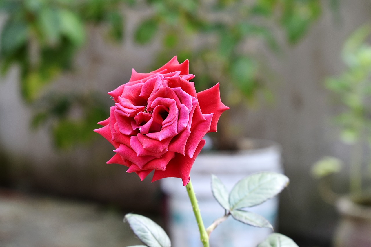 rosa  flower  nature free photo