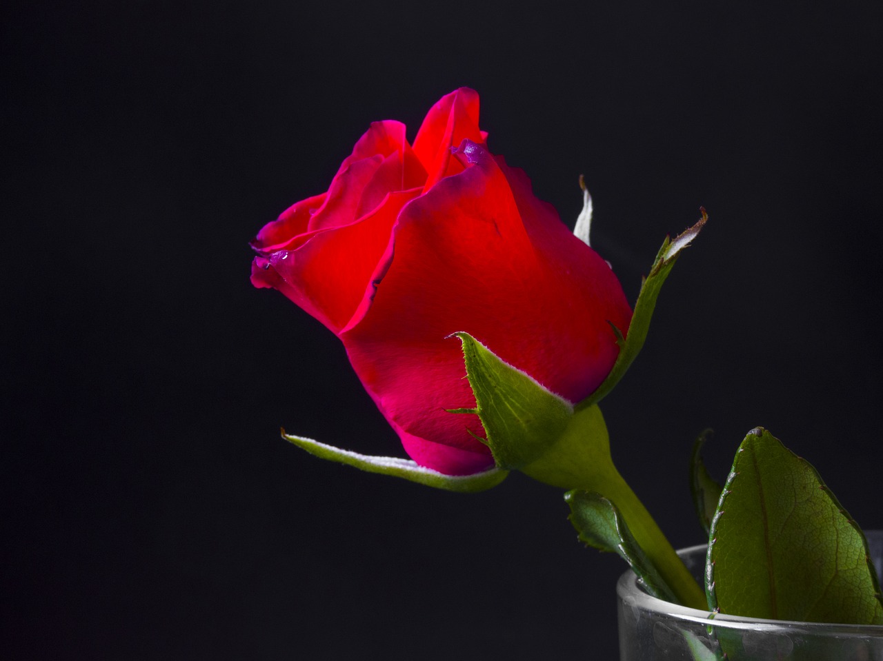 rosa  flower  red free photo