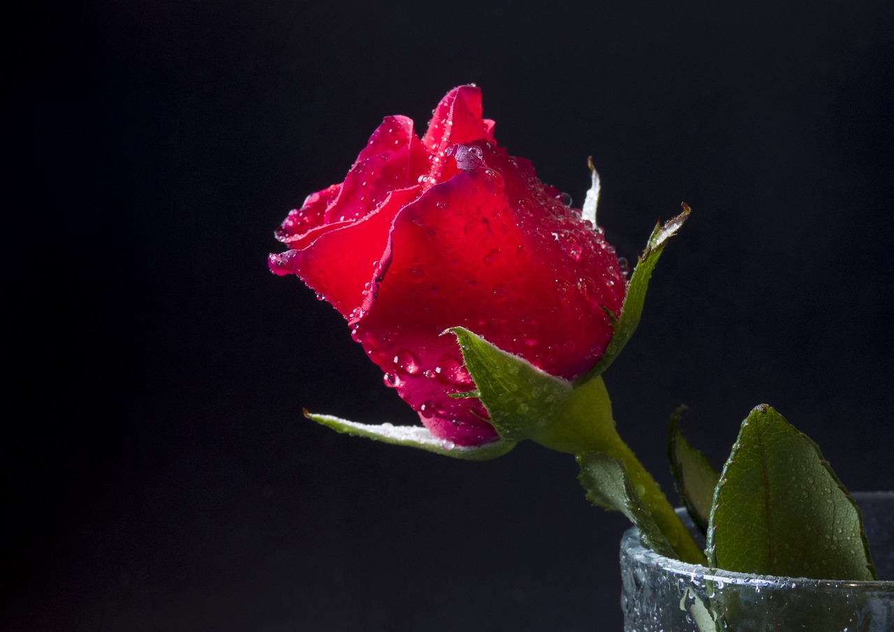 rosa  flower  red free photo