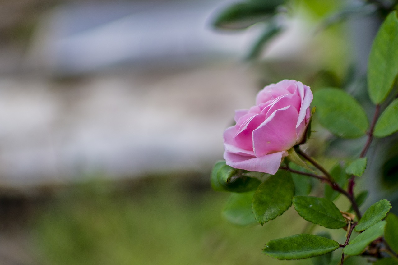 rosa  flower  nature free photo