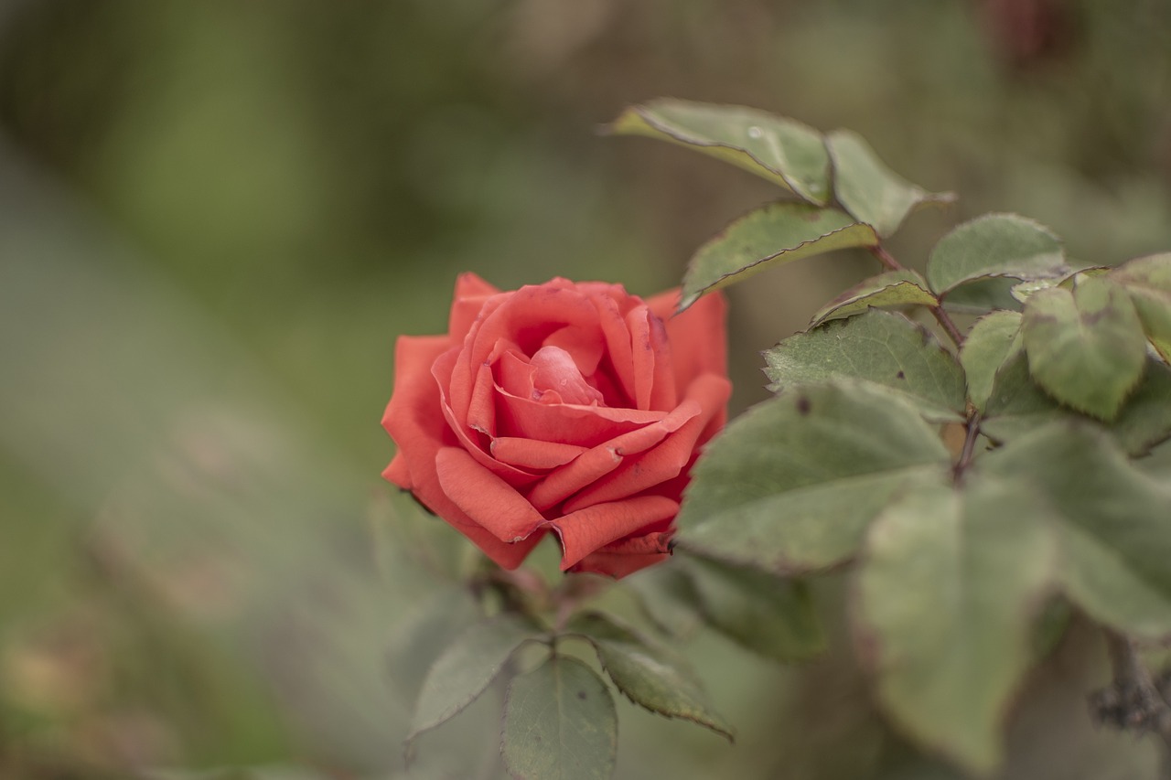 rosa  flower  nature free photo