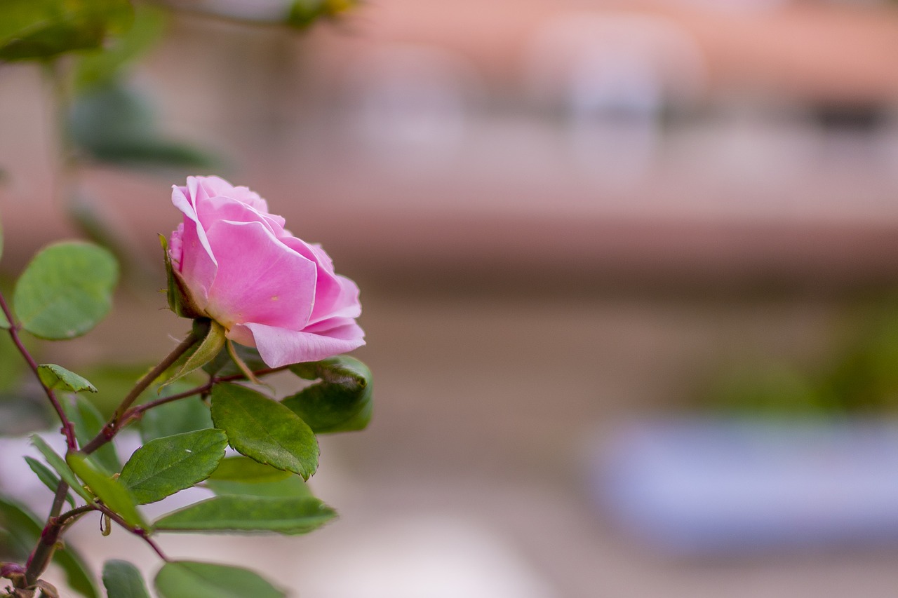 rosa  flower  nature free photo