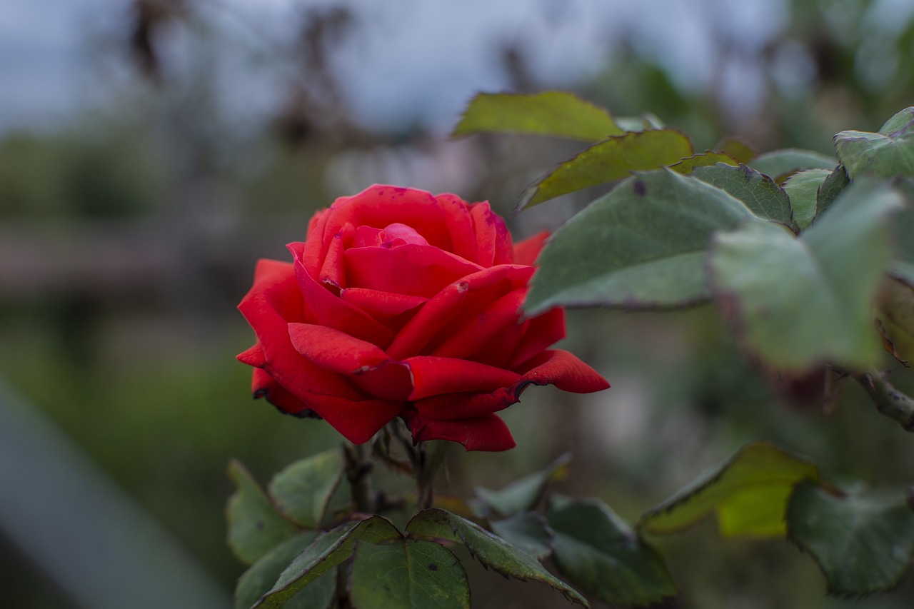 rosa  flower  nature free photo