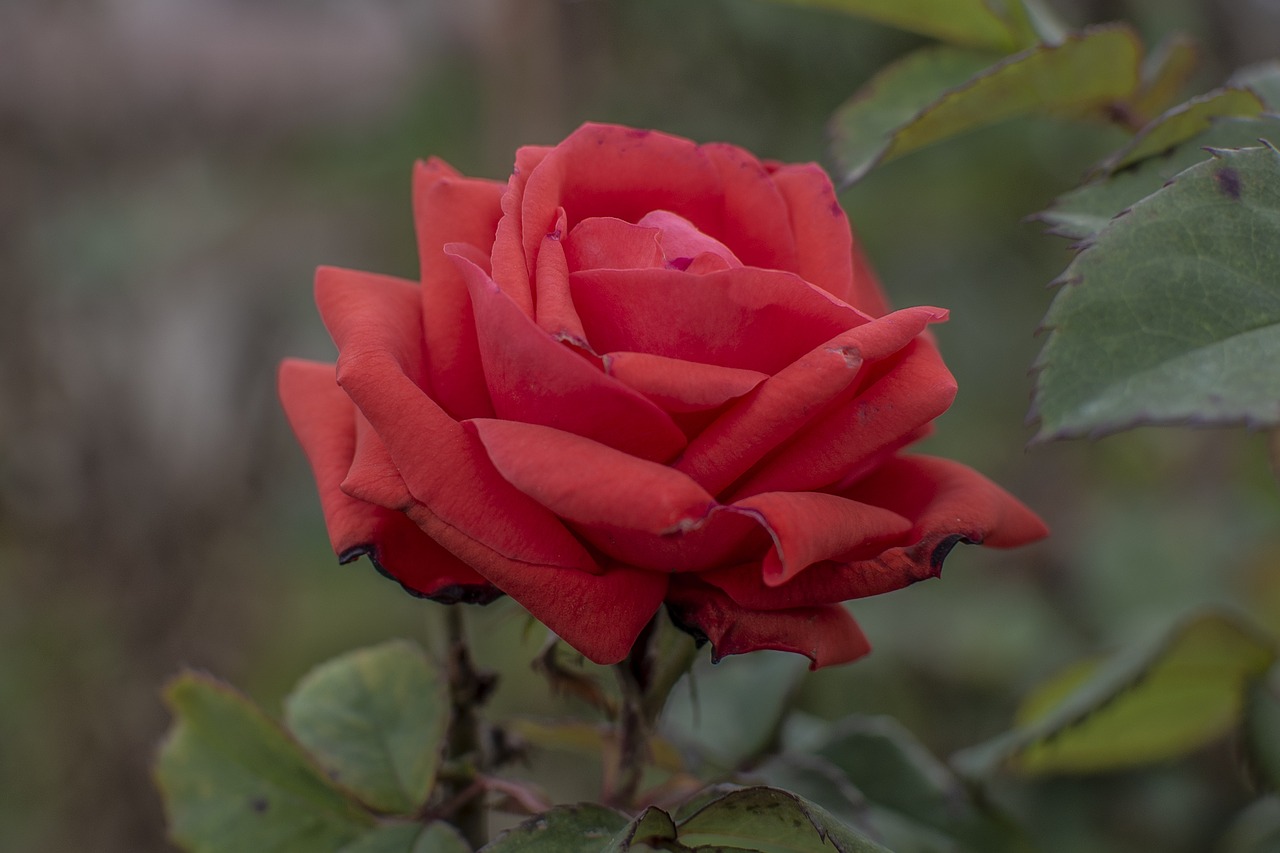 rosa  flower  nature free photo