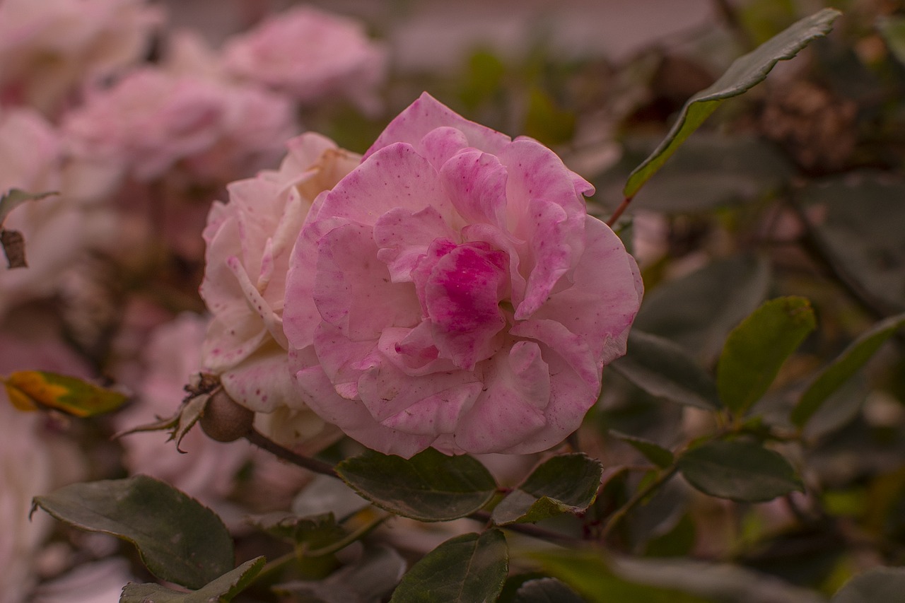 rosa  flower  nature free photo