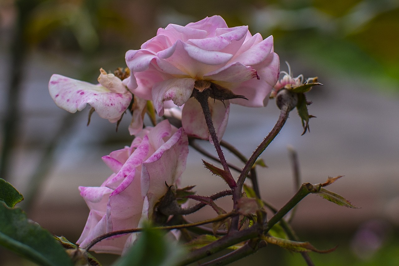 rosa  flower  nature free photo