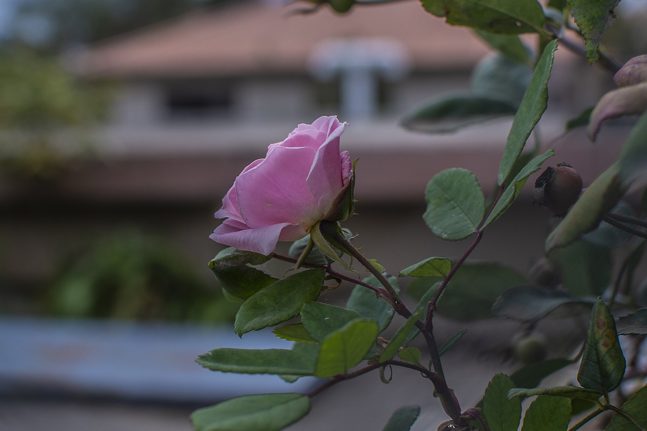 rosa  flower  nature free photo