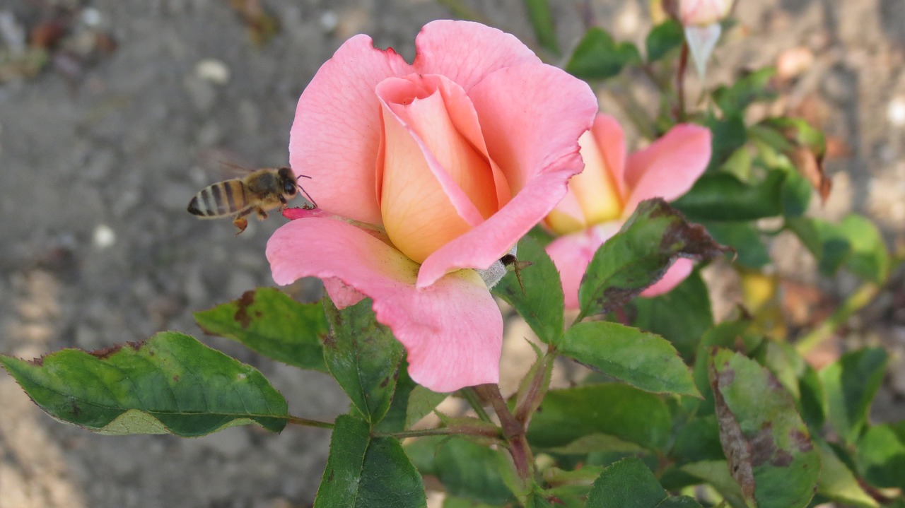 rosa  rose  bees free photo