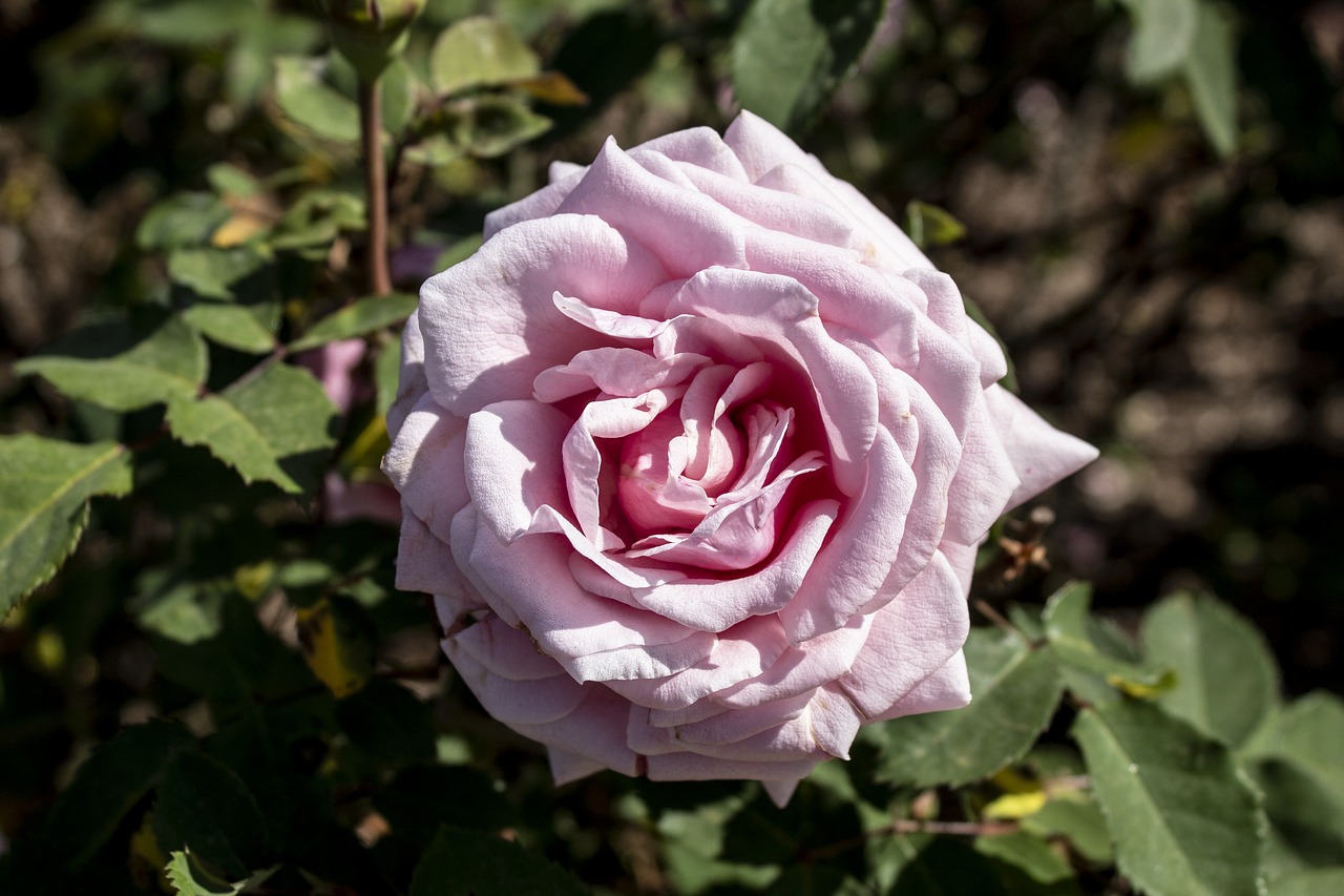 rosa  flower  flowers free photo