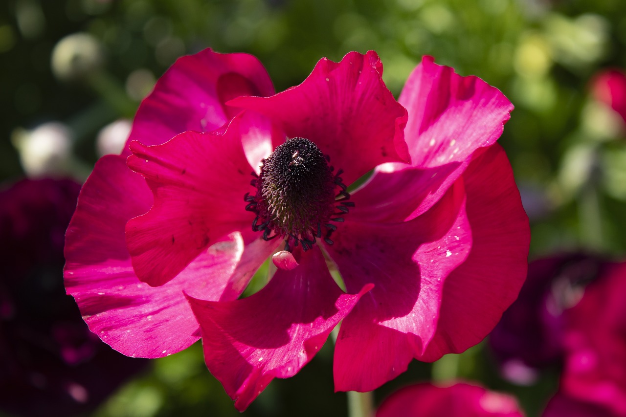 rosa  flowers  roses free photo