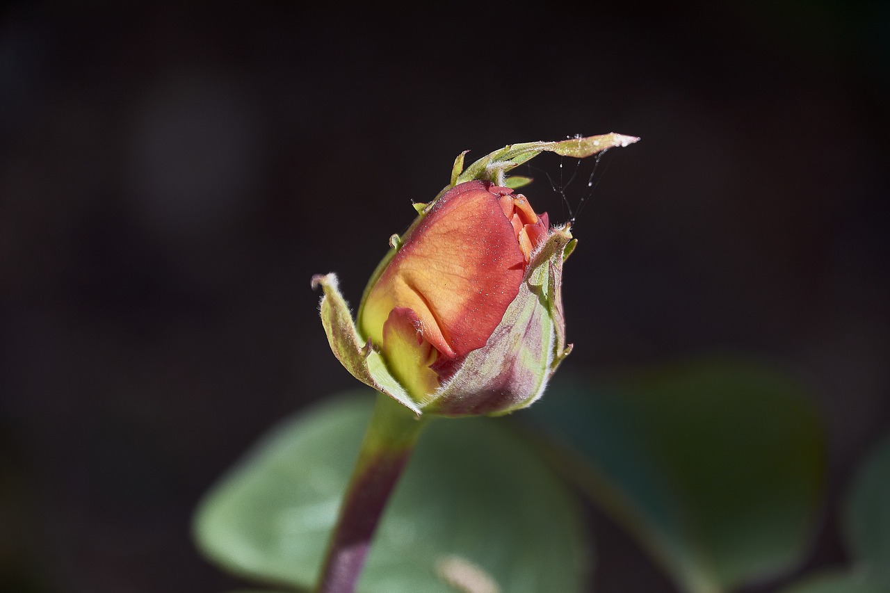 rosa  flower  roses free photo