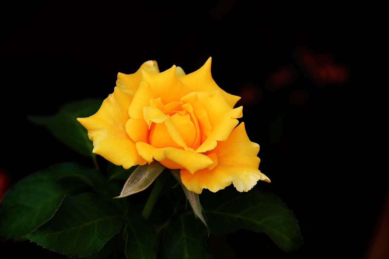 rosa  yellow  romance free photo