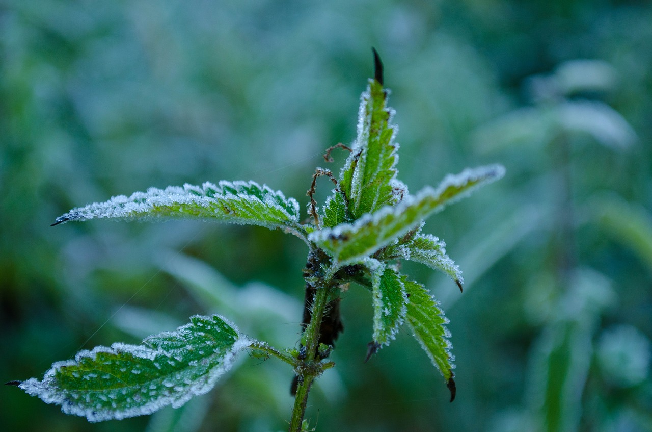 rosa  frost  plant free photo