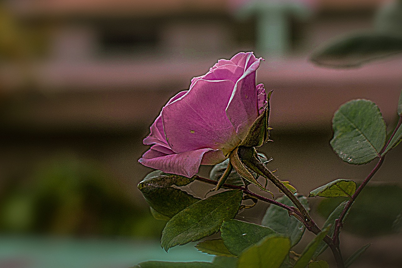 rosa  flower  bella free photo