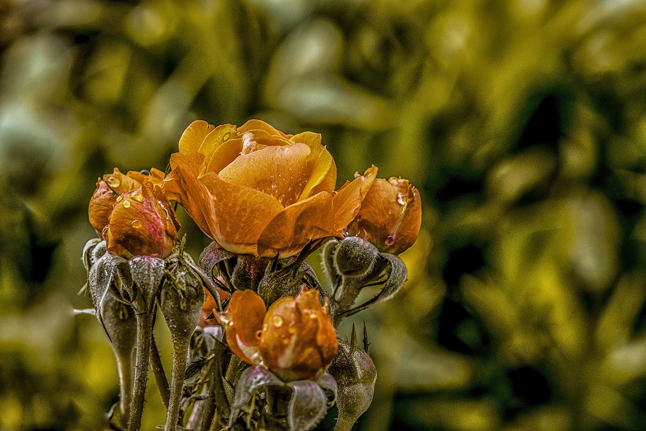 rosa  flower  bella free photo