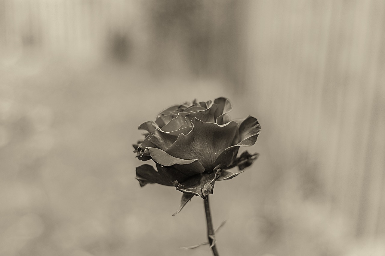 rosa  flower  nature free photo