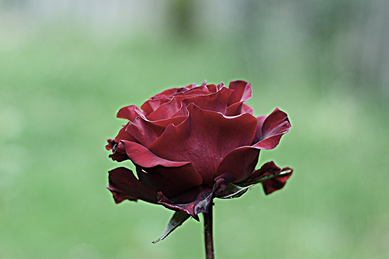 rosa  flower  silver free photo