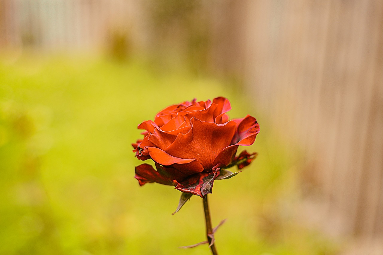 rosa  flower  nature free photo