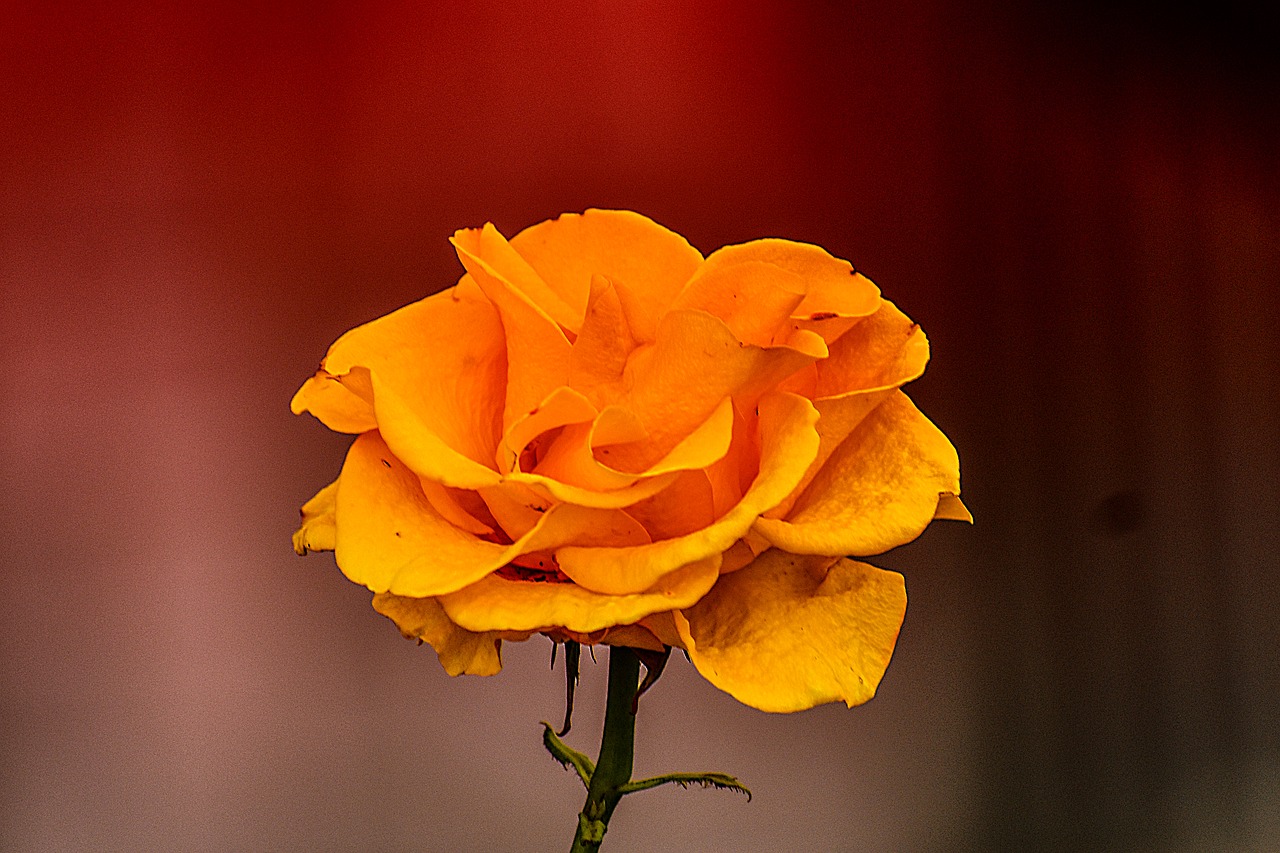 rosa  flower  spring free photo