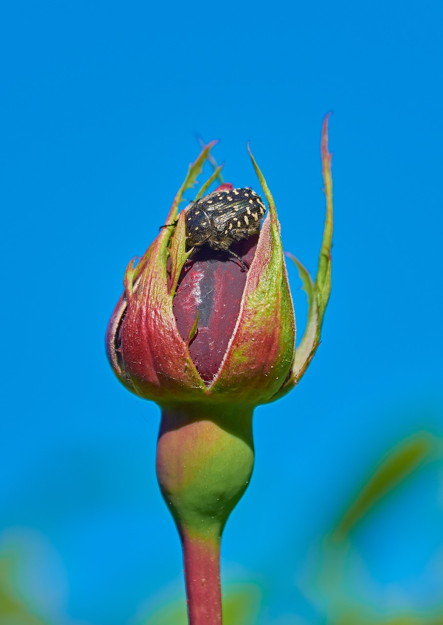 rosa  garden  flower free photo