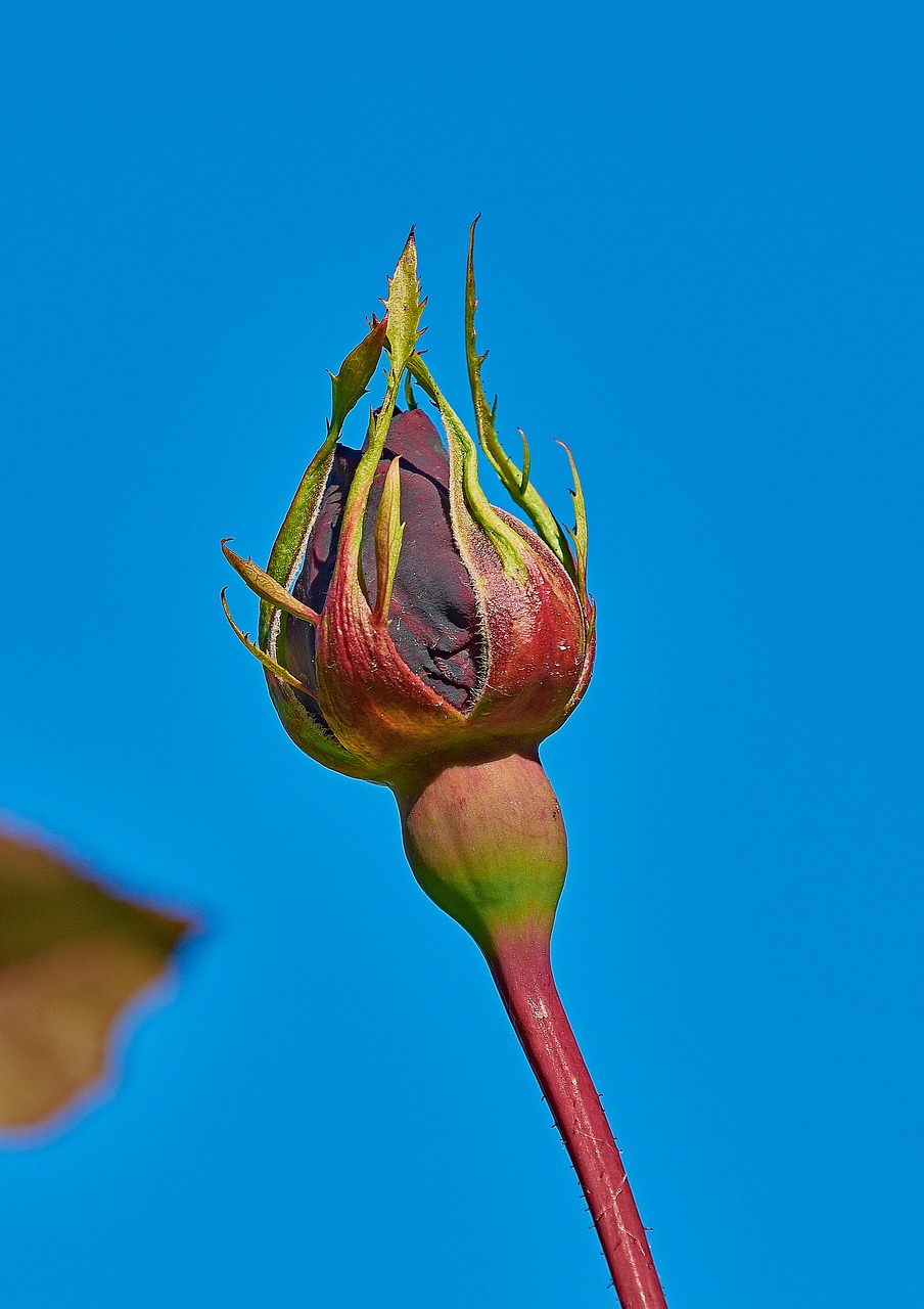 rosa  garden  flower free photo