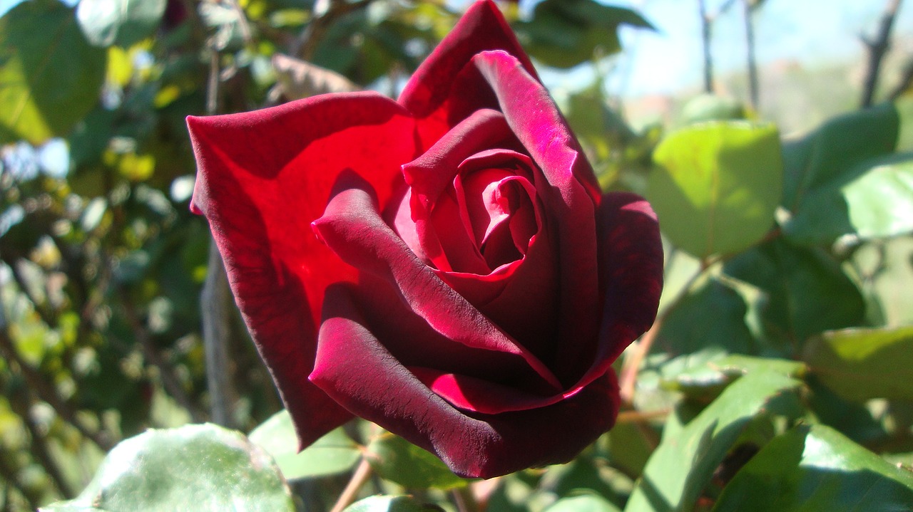 rosa  flower  flowers free photo