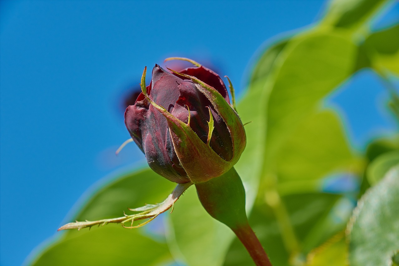 rosa  purple  flowers free photo