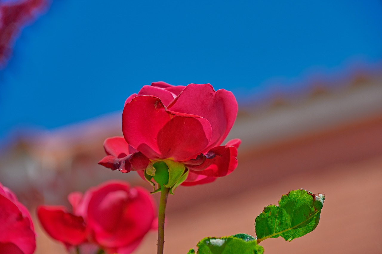 rosa  flowers  garden free photo