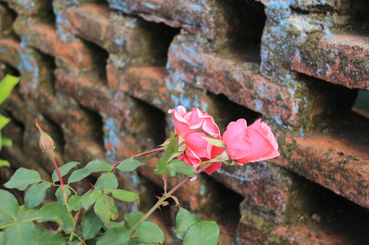 rosa  bricks  green free photo