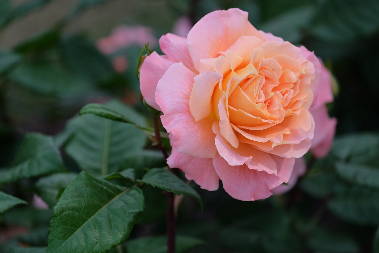 rosa  flower  nature free photo