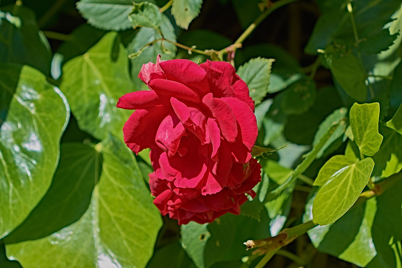 rosa  garden  flower free photo