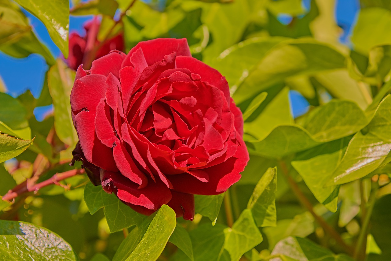 rosa  garden  flower free photo