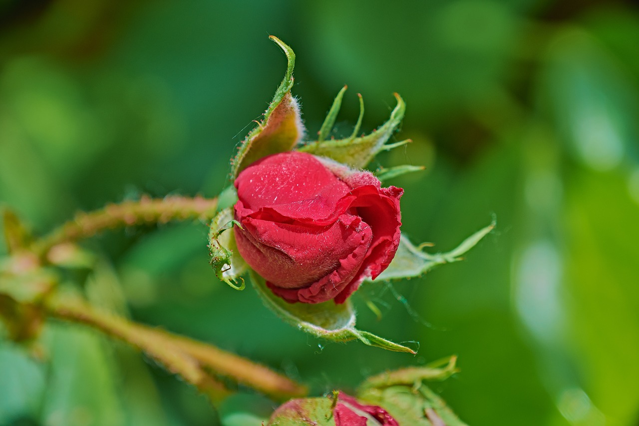 rosa  garden  flower free photo