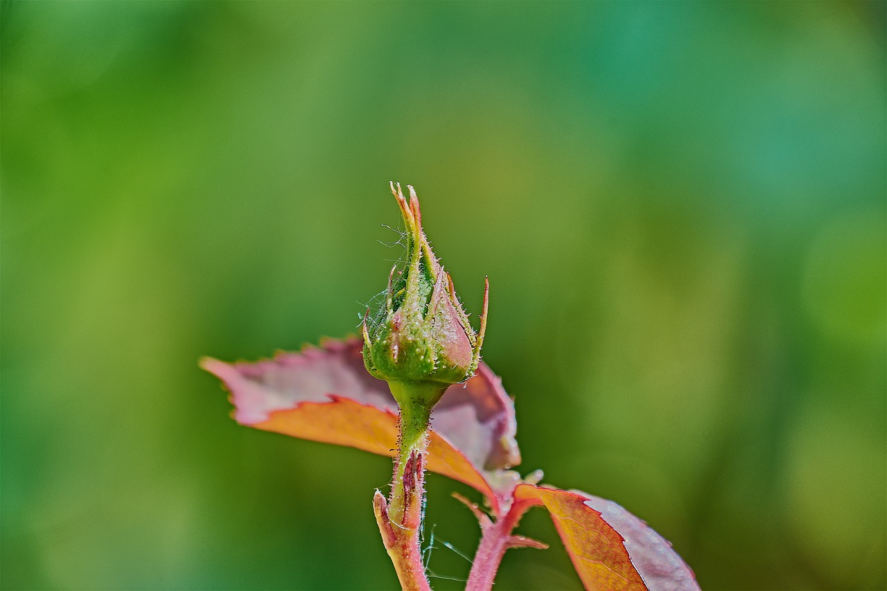 rosa  garden  flower free photo