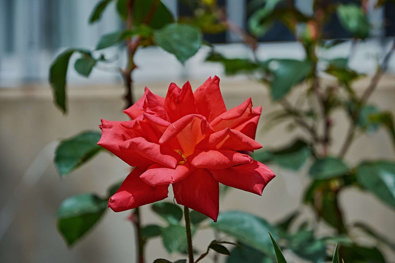 rosa  garden  flower free photo