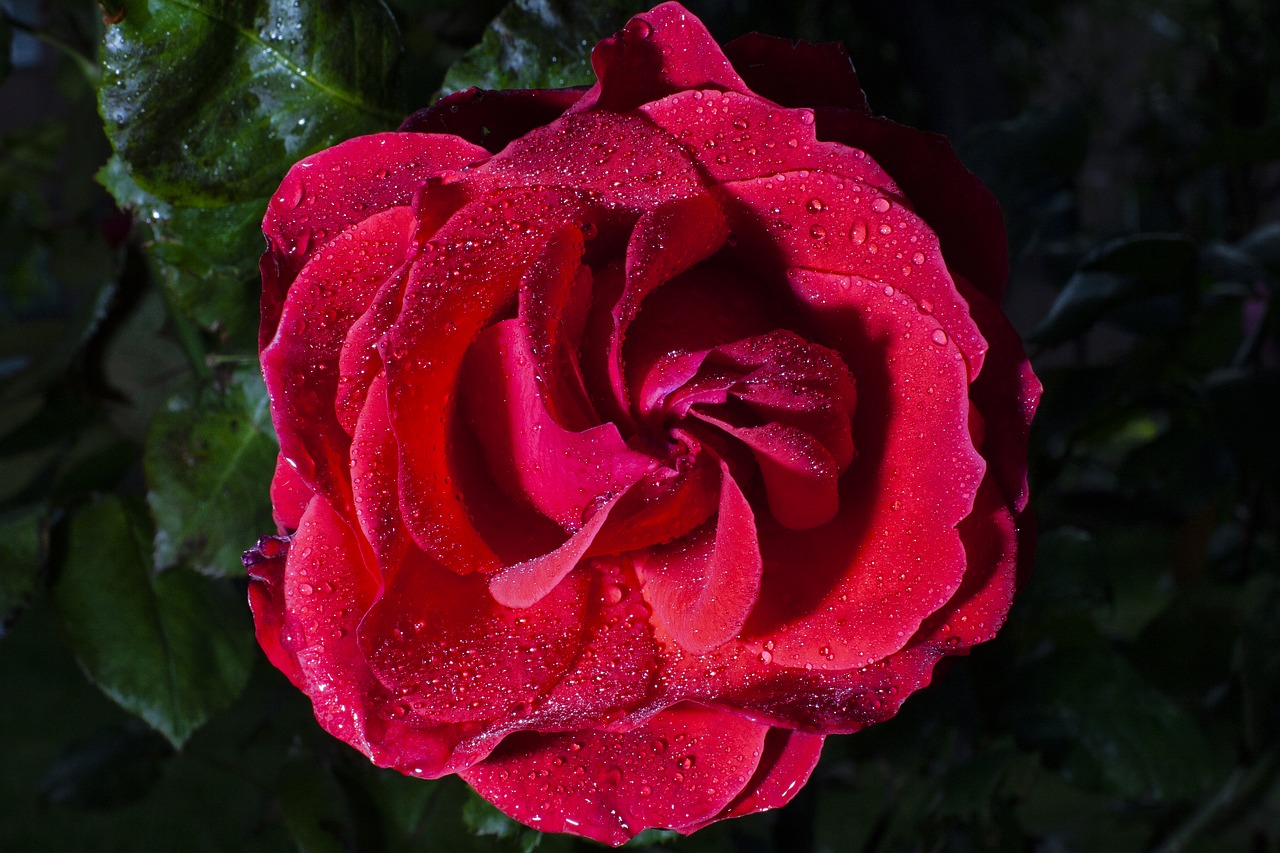 rosa  flower  flowers free photo