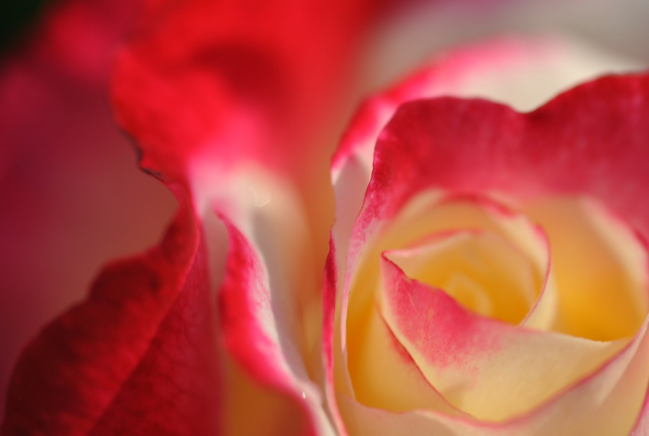 rosa flower garden free photo