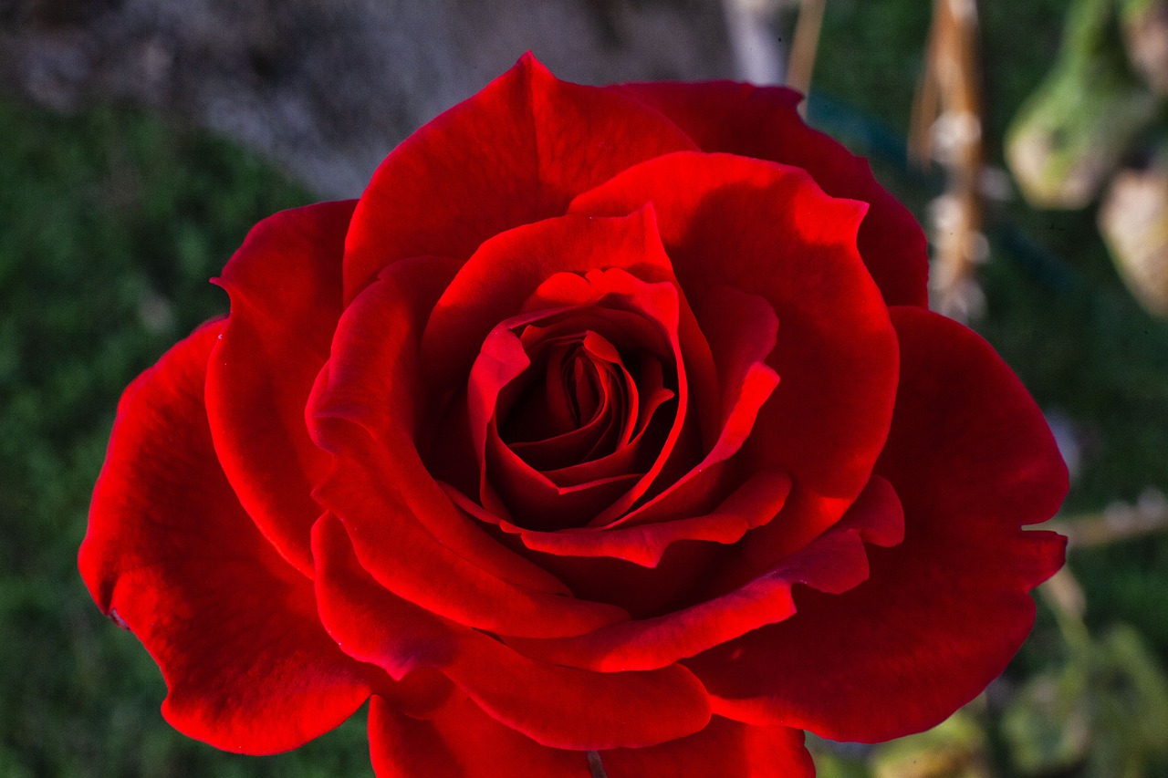 rosa  flower  nature free photo