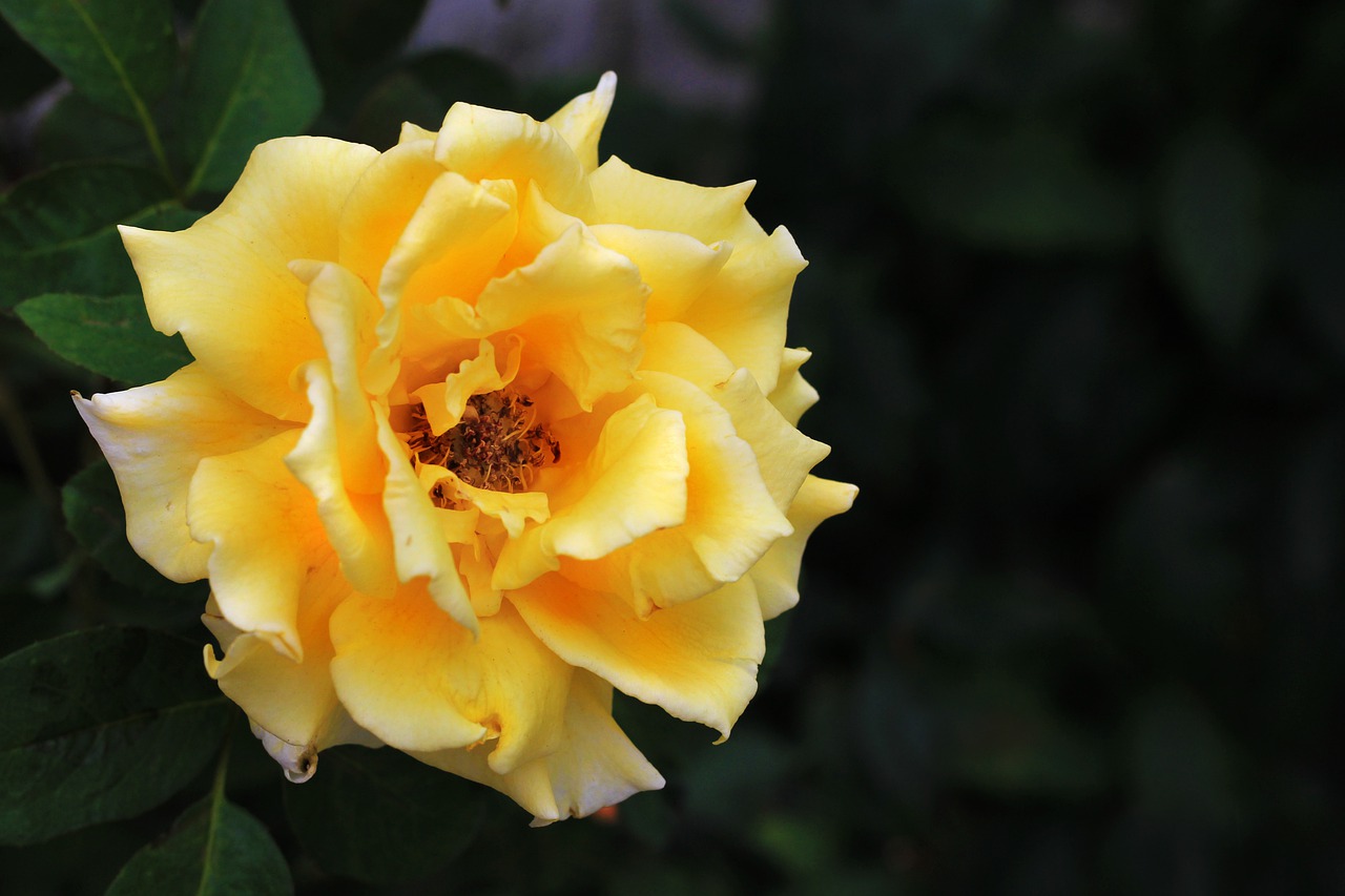 rosa  yellow  flower free photo